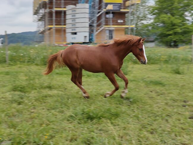 Welsh Partbred Jährling zu verkaufen, Martina Hellmüller, Horses For Sale, St. Erhard, Image 3