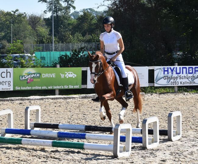 Welsh Partbred Jährling zu verkaufen, Martina Hellmüller, Horses For Sale, St. Erhard, Image 8