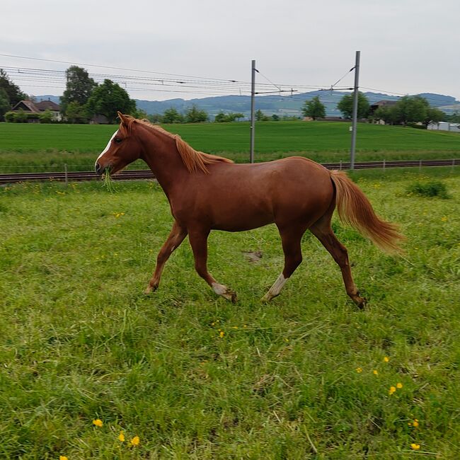 Welsh Partbred Jährling zu verkaufen, Martina Hellmüller, Horses For Sale, St. Erhard