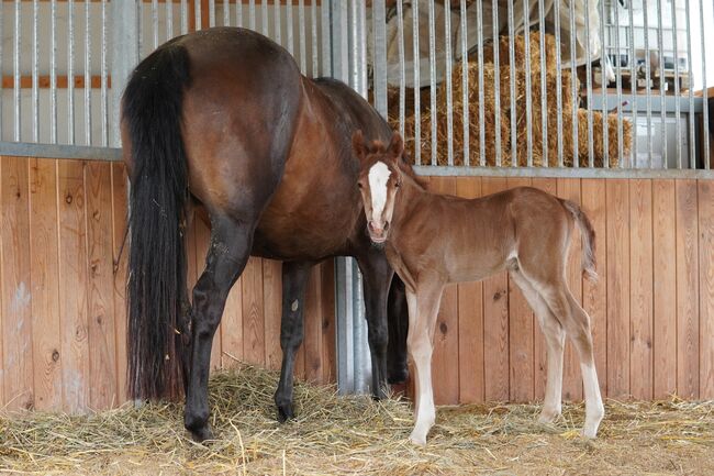 Welsh Partbred Jährling zu verkaufen, Martina Hellmüller, Horses For Sale, St. Erhard, Image 4