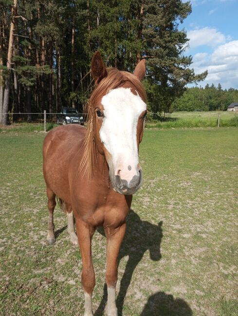 Welsh Partbred Wallach, Emily, Konie na sprzedaż, waidhaus