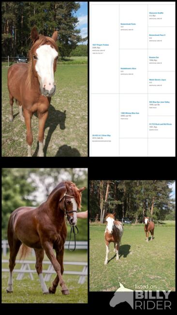 Welsh Partbred Wallach, Emily, Konie na sprzedaż, waidhaus, Image 5