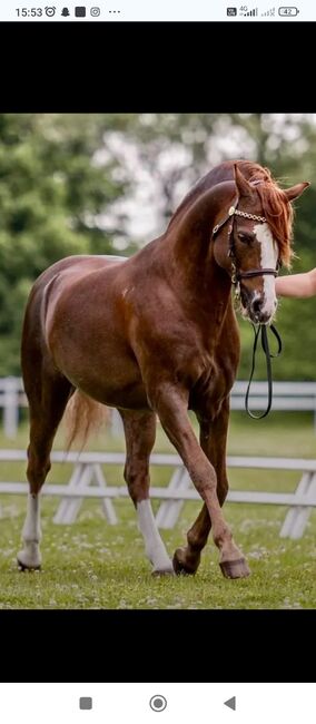 Welsh Partbred Wallach, Emily, Konie na sprzedaż, waidhaus, Image 3