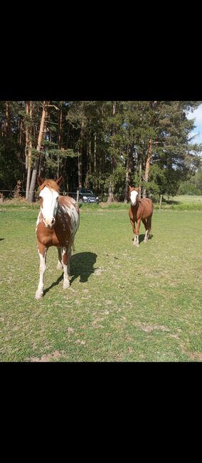 Welsh Partbred Wallach, Emily, Konie na sprzedaż, waidhaus, Image 4