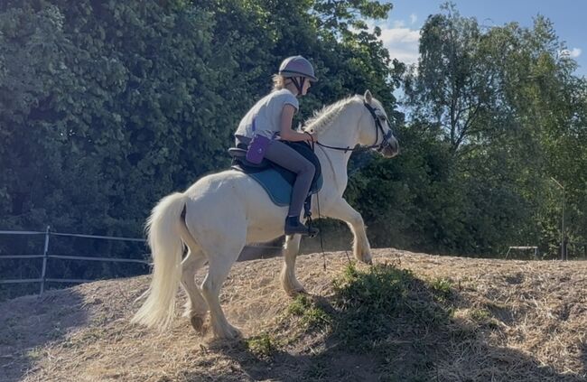 Welsh Pony Wallach, Conny Geurtz, Horses For Sale, Issum, Image 9