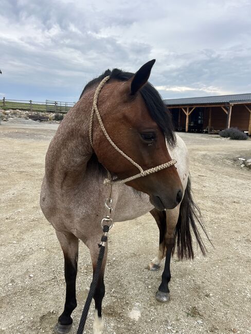 Walisisches Pony, Soukupová Tereza, Horses For Sale, Netolice, Image 4
