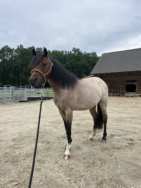 Walisisches Pony, Soukupová Tereza, Horses For Sale, Netolice, Image 5