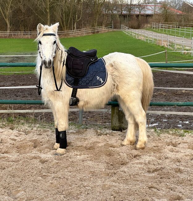 Welsh Pony, Niklas , Horses For Sale, Issum, Image 8