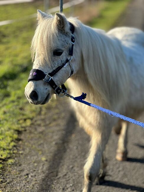 Welsh Pony, Niklas , Horses For Sale, Issum, Image 6