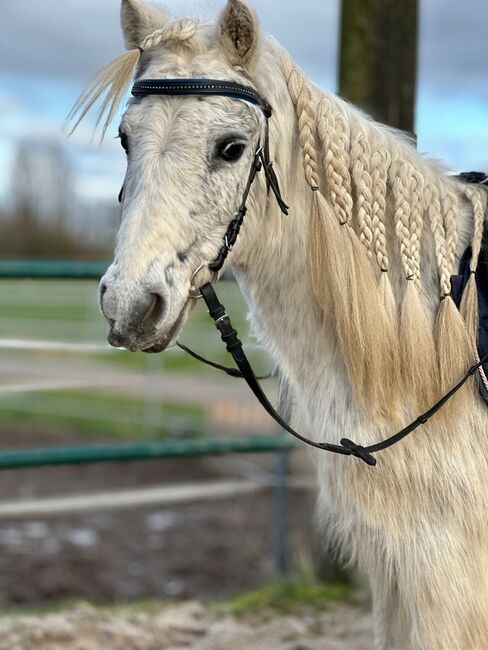 Welsh Pony, Niklas , Pferd kaufen, Issum, Abbildung 7