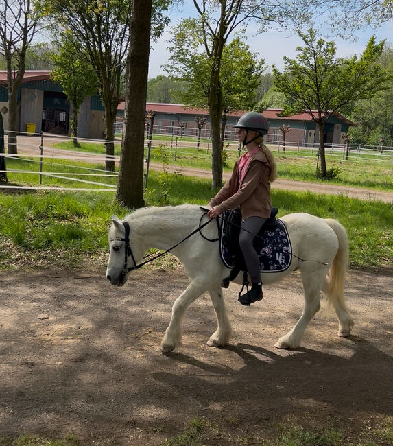 Welsh Pony Wallach, Conny Geurtz, Horses For Sale, Issum, Image 8