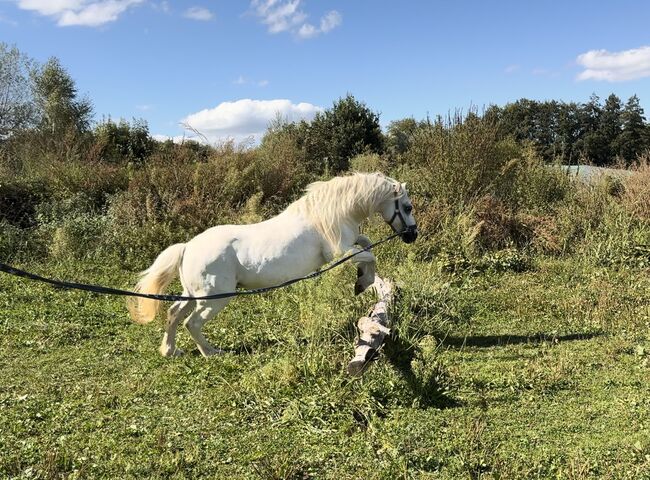 Welsh Pony Wallach, Conny Geurtz, Horses For Sale, Issum, Image 6
