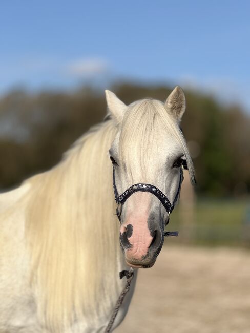 Welsh Pony Wallach, Conny Geurtz, Horses For Sale, Issum, Image 3