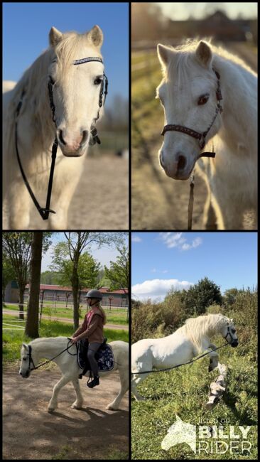 Welsh Pony Wallach, Conny Geurtz, Horses For Sale, Issum, Image 12