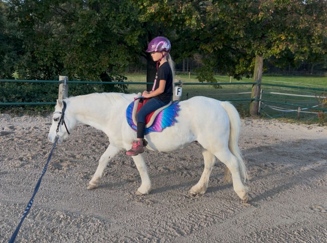 Welsh Pony Wallach, Conny Geurtz, Horses For Sale, Issum, Image 7