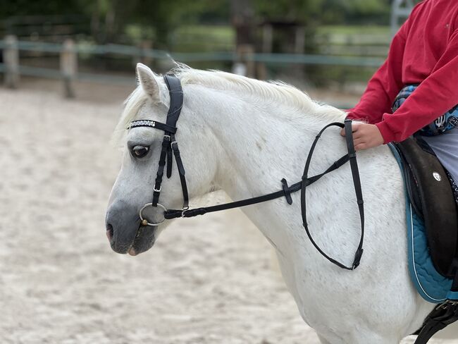 Welsh Pony Wallach, Conny Geurtz, Horses For Sale, Issum, Image 4