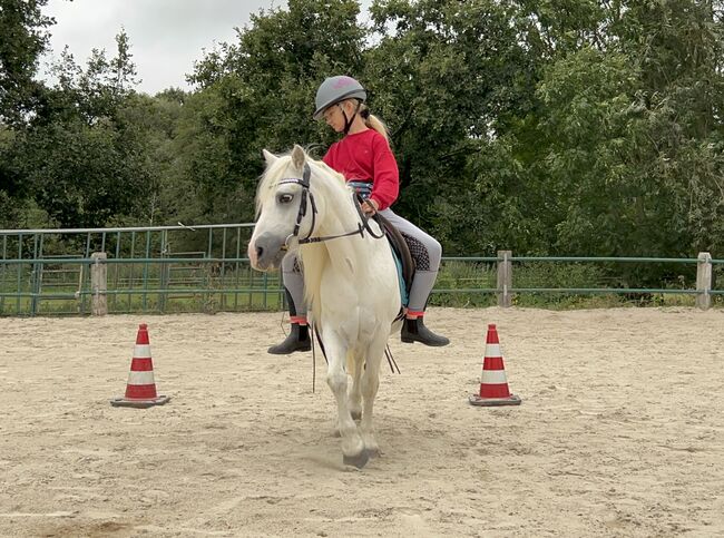 Welsh Pony Wallach, Conny Geurtz, Horses For Sale, Issum, Image 5