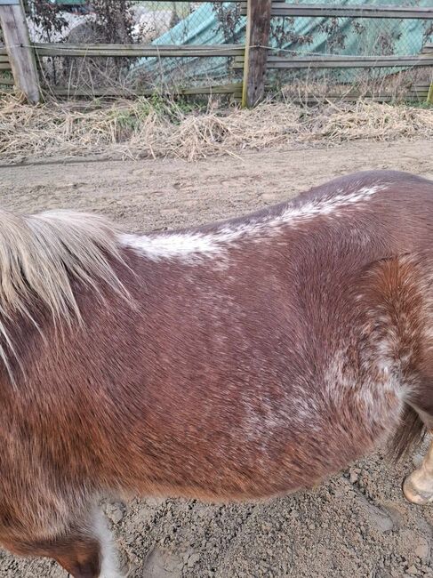 Welsh Pony Stute sucht neue Aufgabe, ISPA - Iberische Sportpferde Agentur (ISPA - Iberische Sportpferde Agentur), Pferd kaufen, Bedburg, Abbildung 2