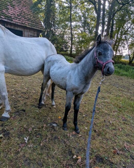 Welsh Pony Stutfohlen, Rhea Heine, Pferd kaufen, Schüttorf