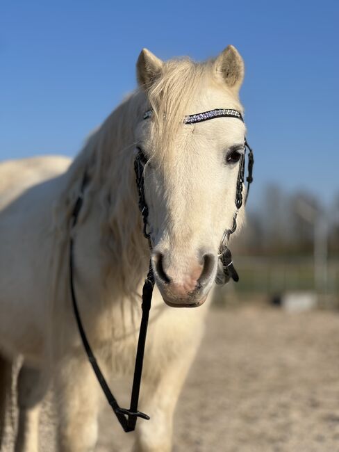 Welsh Pony Wallach, Conny Geurtz, Pferd kaufen, Issum