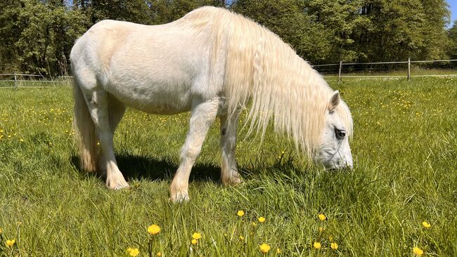 Welsh Pony Wallach, Conny Geurtz, Pferd kaufen, Issum, Abbildung 11