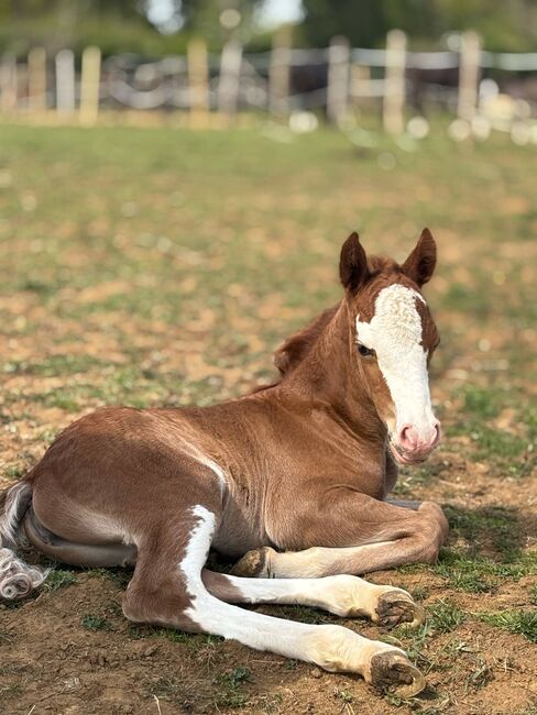 Welsh sec c broodmare and filly, Claire Holland, Pferd kaufen, Milton Keynes, Abbildung 2
