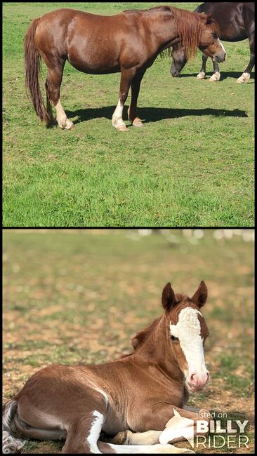 Welsh sec c broodmare and filly, Claire Holland, Horses For Sale, Milton Keynes, Image 3