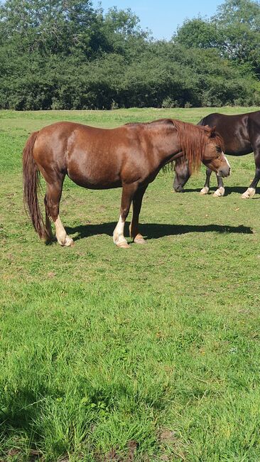 Welsh sec c broodmare and filly, Claire Holland, Horses For Sale, Milton Keynes