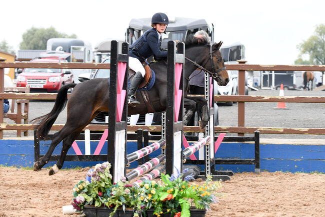 Welsh section b, Louise Watson, Horses For Sale, Dromore, Image 3