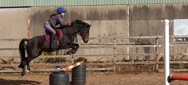 Welsh section b, Louise Watson, Pferd kaufen, Dromore