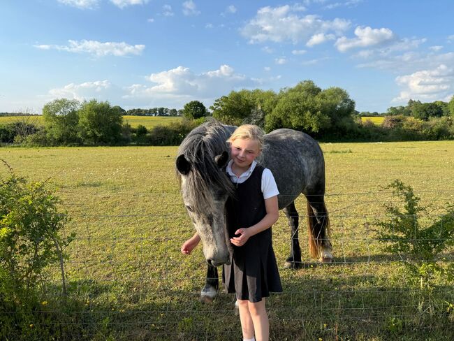 Welsh section c, Julia michels, Horses For Sale, Salisbury, Image 2