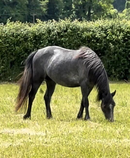 Welsh section c, Julia michels, Horses For Sale, Salisbury