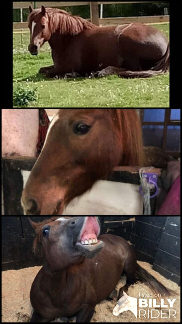 Welsh section C Liver Chestnut Mare, Stephanie , Horses For Sale, Manchester, Image 4