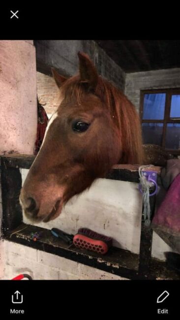 Welsh section C Liver Chestnut Mare, Stephanie , Horses For Sale, Manchester, Image 2