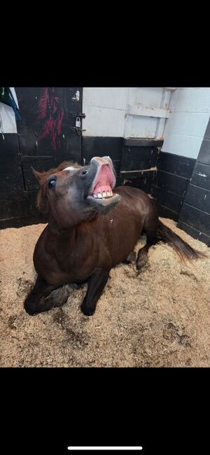 Welsh section C Liver Chestnut Mare, Stephanie , Horses For Sale, Manchester, Image 3