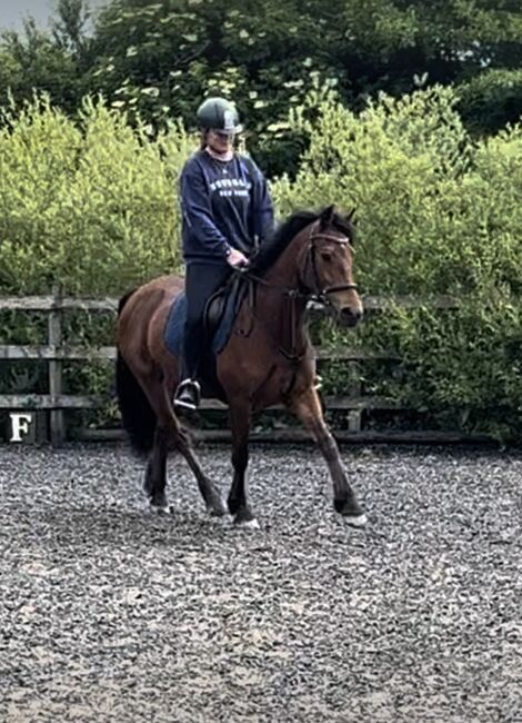 Welsh section D, Nikki Long, Horses For Sale, St Austell, Image 4