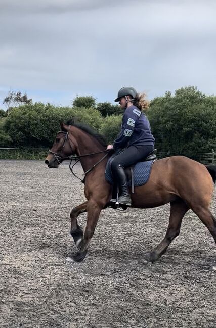 Welsh section D, Nikki Long, Horses For Sale, St Austell, Image 2