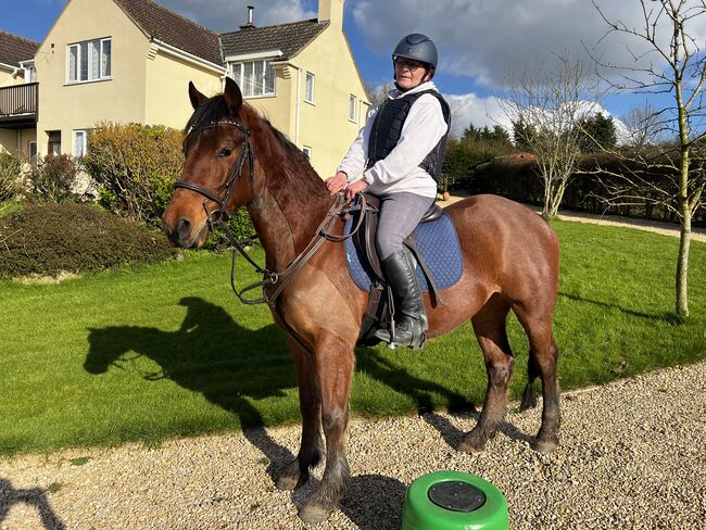 Welsh section D, Nikki Long, Horses For Sale, St Austell, Image 3