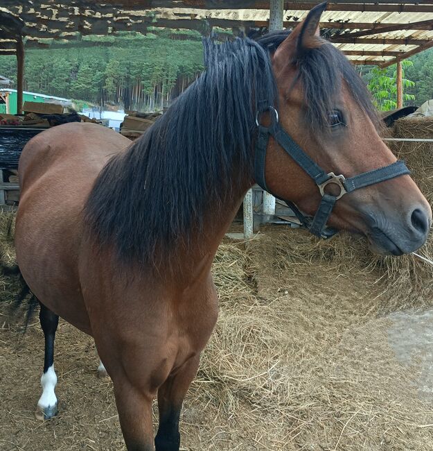 Welsh Wallach, unbekannt , Horses For Sale, Turnow-Preilack, Image 4