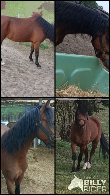 Welsh Wallach, unbekannt , Horses For Sale, Turnow-Preilack, Image 7