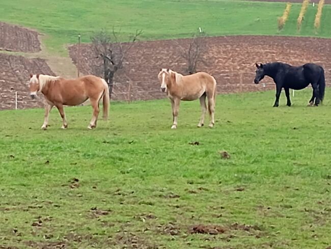 Wendy ein Traum von einem Pferd oder ☺️, Lena, Horses For Sale, Feldbach , Image 4