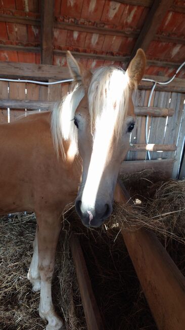 Wendy ein Traum von einem Pferd oder ☺️, Lena, Horses For Sale, Feldbach , Image 6