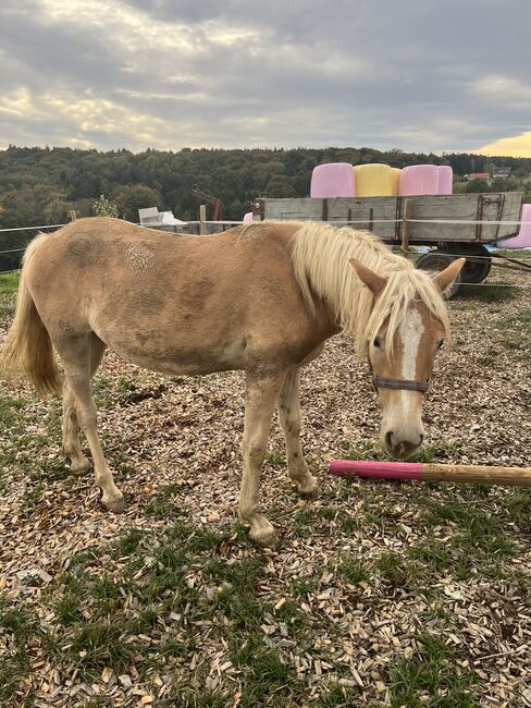 Wendy ein Traum von einem Pferd oder ☺️, Lena, Konie na sprzedaż, Feldbach , Image 5