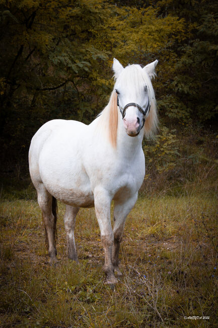 Wesh Mix Lebensversicherung, Yvonne , Horses For Sale, Aindling, Image 2