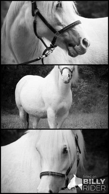 Wesh Mix Lebensversicherung, Yvonne , Horses For Sale, Aindling, Image 4