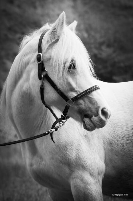 Wesh Mix Lebensversicherung, Yvonne , Horses For Sale, Aindling