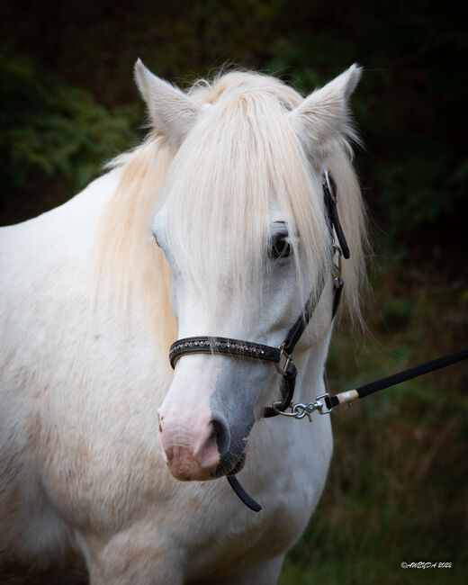 Wesh Mix Lebensversicherung, Yvonne , Horses For Sale, Aindling, Image 3