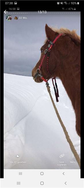 Western zaumzeug  Unikat, Jasmin Wimmer, Nosebands, Image 11