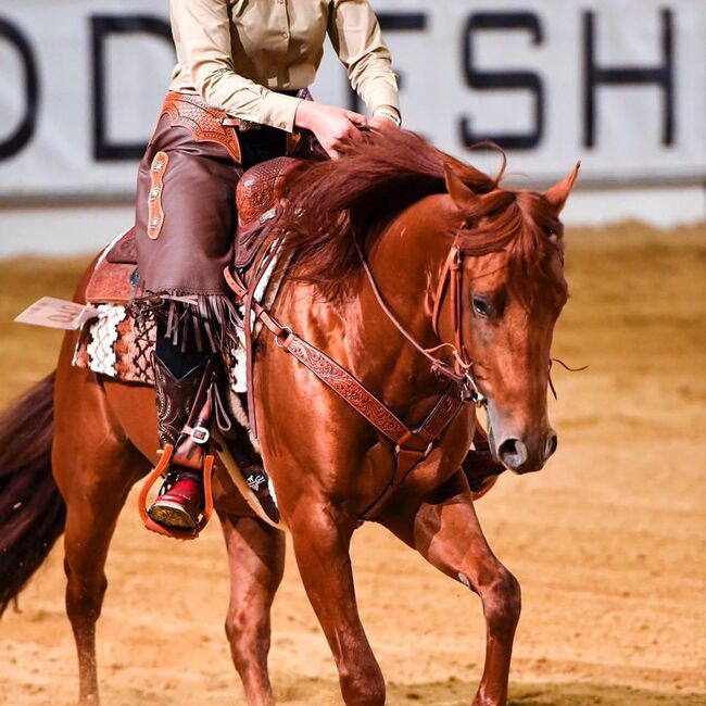 Western Reitbeteiligung gesucht (mit Turnierteilnahme), MA, Horse Sharing, Wolfratshausen