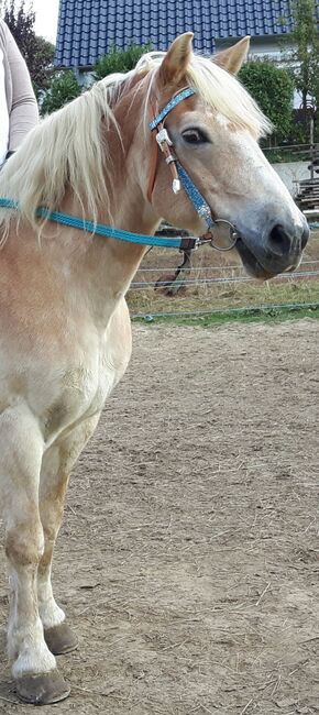 Westernzaum, Triple W Westernzaum, Tina, Bridles & Headstalls, Lübbecke